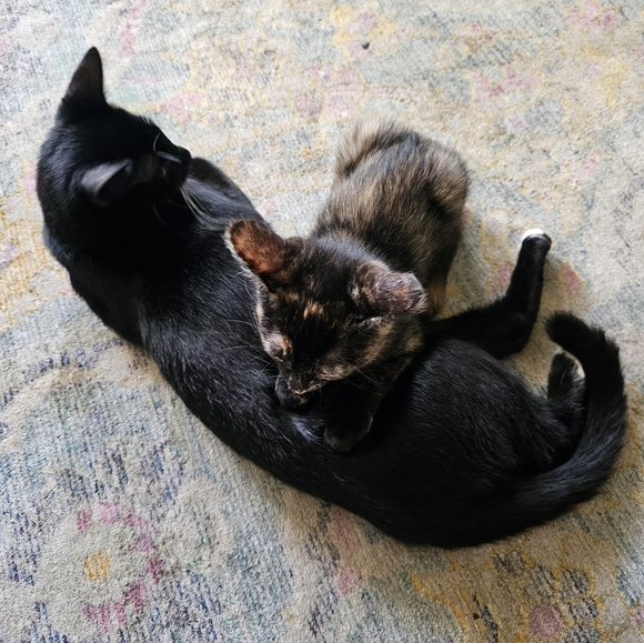 Meet your Posher, Ruth - Picture 3 of 5